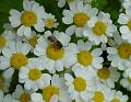 2008-0616_Feverfew_1435_17,6_C